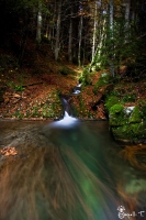 Nom du fichier=imgp8263copie.jpg
Taille du fichier=194Ko
Dimensions : 533x800
Ajouté le : 27 Octobre 2012 imgp8263copie.jpg