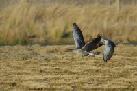 Nom du fichier=imgp8402o.jpg
Taille du fichier=102Ko
Dimensions : 800x532
Ajouté le : 10 Mars 2010 imgp8402o.jpg