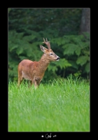 Nom du fichier=imgp9853copie.jpg
Taille du fichier=275Ko
Dimensions : 565x800
Ajouté le : 31 Juillet 2011 imgp9853copie.jpg