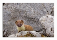 Nom du fichier=vnAD48vLDP.jpg
Taille du fichier=342Ko
Dimensions : 1020x713
Ajouté le : 16 Mai 2012 vnAD48vLDP.jpg