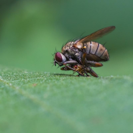 2019-12-30 / olilignan
olilignan dans [Macro et proxiphotographie nature]
