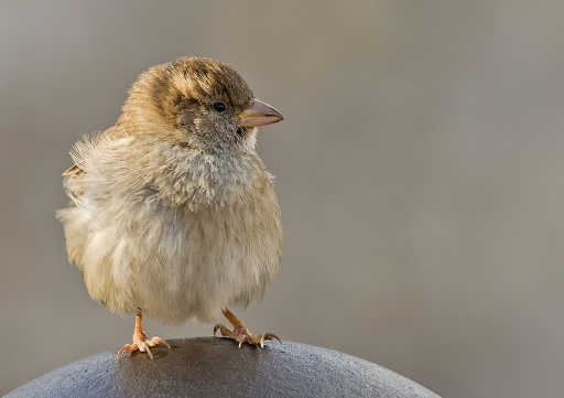 2011-01-31 / dedales
Par : dedales - [Faune Sauvage]
