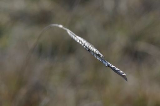 2011-02-28 / Sorcier
Par Sorcier dans [Arbres / Foret / Vegetation]
