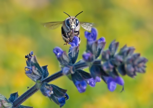 2011-05-02 / dedales
Par dedales - [Macro et proxi-photo]
