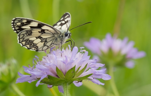 2011-06-13 / neosilencers
Par : neosilencers dans [Macro et proxi-photo]
