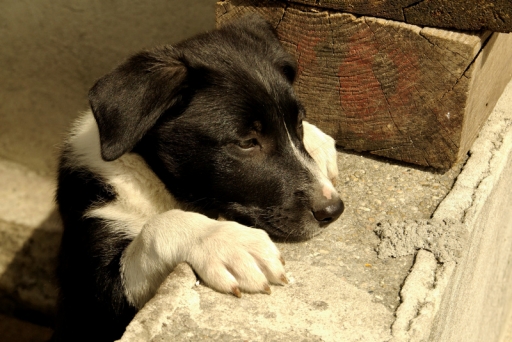 2011-12-12 / Hermes
Par Hermes dans [Animaux de compagnie]
