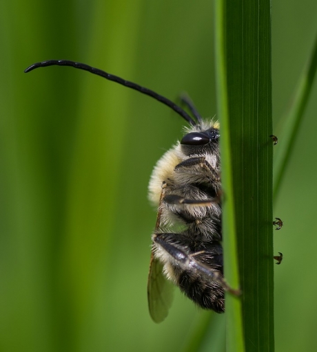 2012-05-22 / neosilencers
Par neosilencers dans Macro et proxi-photo
