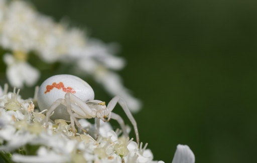 2012-06-05 / neosilencers
Par neosilencers dans Macro et proxi-photo
