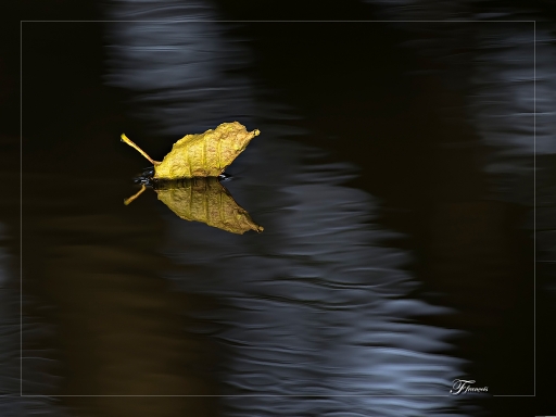 2012-09-10 / deche
Par deche dans Nature morte

