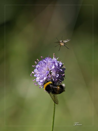 2012-09-17 / deche
Par deche dans Macro et proxi-photo

