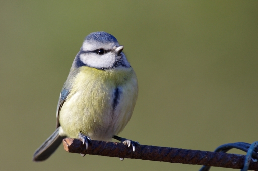 2013-04-15 / Netgabe
Netgabe [Faune sauvage]
