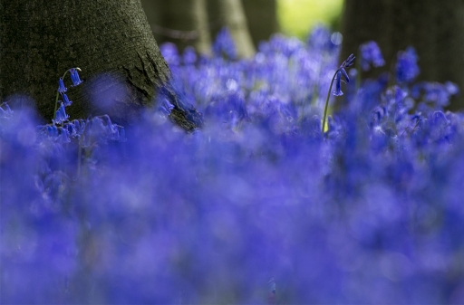 2015-05-05/elficologue
elficologue [ Fleurs ]
