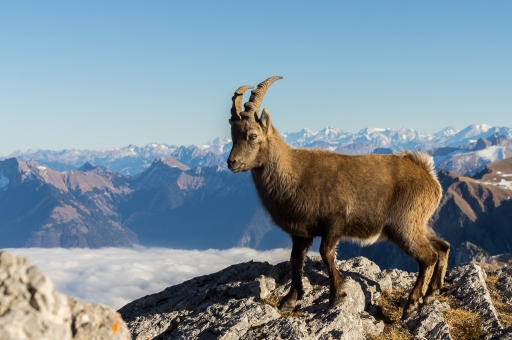 2017-01-02 / ASM
Par ASM dans [Faune sauvage] 
