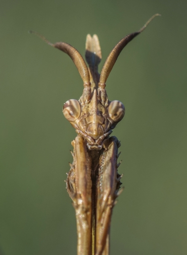 2018-04-23 / SPentaxQR
SPentaxQR dans [Macro et proxi]
