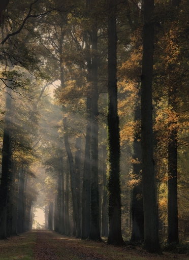 2015-11-12/elficologue
elficologue [Paysages et elements naturels]
