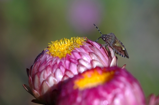 2011-10-24 / Sorcier
Par : Sorcier dans [Macro et proxi-photo]
