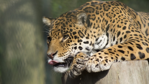 2016-12-12 / ronnyT
ronnyT dans [Animaux domestiques ou captifs]
