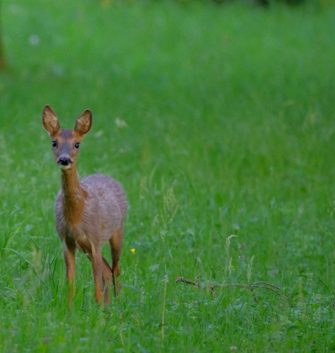 2018-05-11 papy57
papy57 dans [Faune sauvage]
