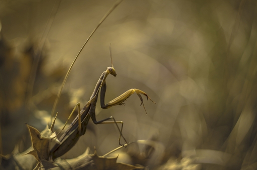 2020-08-10 / Opus21
Opus21 dans Macro et proxiphotographie nature
