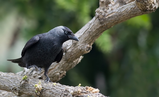 2012-03-19 / dedales
Par dedales dans [Faune sauvage]
