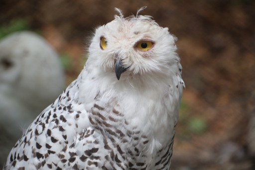 2022-09-27 Hermès
Hermès dans [Animaux domestiques ou captifs]
