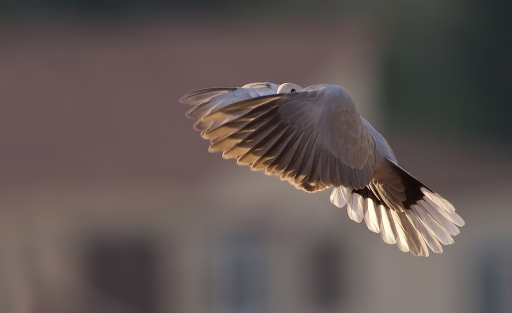 2012-03-26 / dedales
Par dedales dans [Faune Sauvage]
