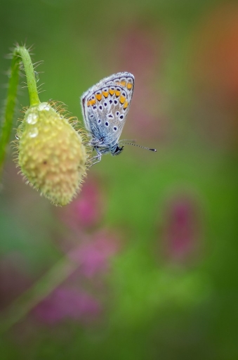 2013-04-29 / olilignan
olilignan [Macro et proxi-photo]
