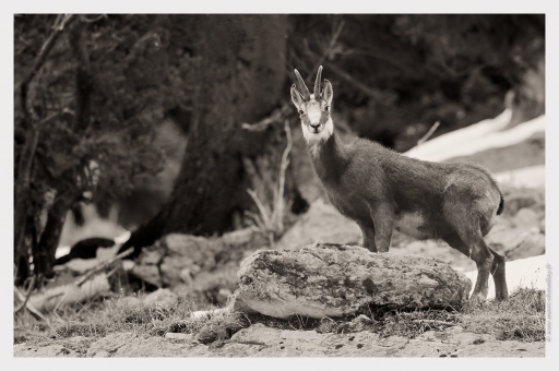 2013-03-21 / randos74
randos74 [Faune sauvage]
