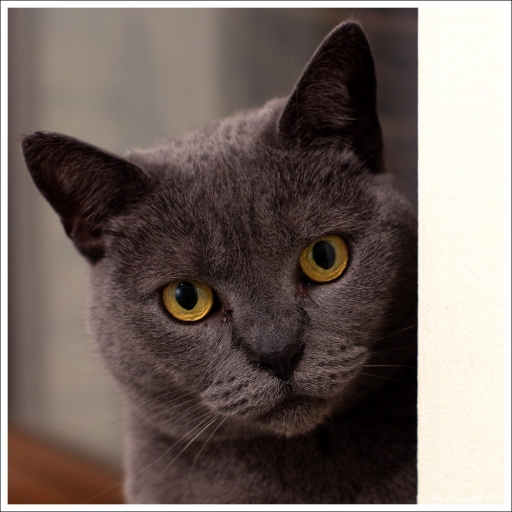 2011-02-07 / MouLaG Ofr
Par : MouLaG Ofr - [Animaux de compagnie]
