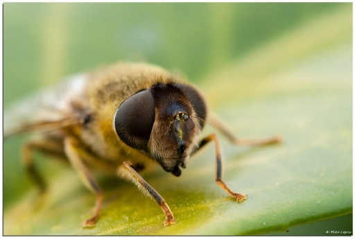 2012-04-02 / irish_mike
Par irish_mike dans Macro et proxi-photo
