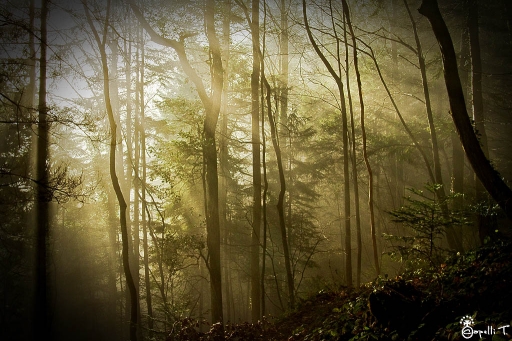 2013-01-20 / NeroPsylo
NeroPsylo  [ Arbres / Forets / Vegetation]
