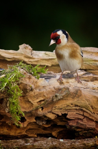 2012-02-20 / Marceline
Par Marceline dans Vos series : Les zoizos de mon jardin
