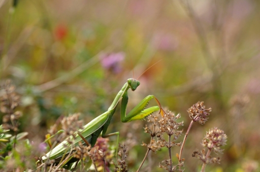 2023-10-11 papy57
papy57 dans Macro et proxiphotographie nature
