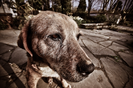 2011-03-14 / donapaleu
Par : donapaleu / [ Animaux de compagnie ]
