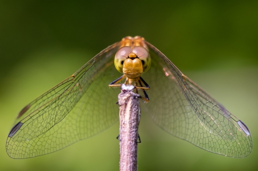 2018-07-23 / Sn@il
Par Sn@il dans Macro et proxiphotographie nature
