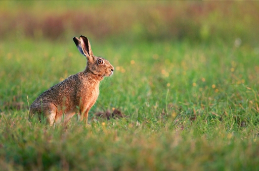 2011-10-03 / dimvig
Par : dimvig dans [Faune sauvage]
