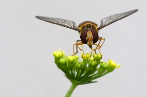 2011-05-09 / Marceline
Par : Marceline - [ Macro et proxi-photo ]
