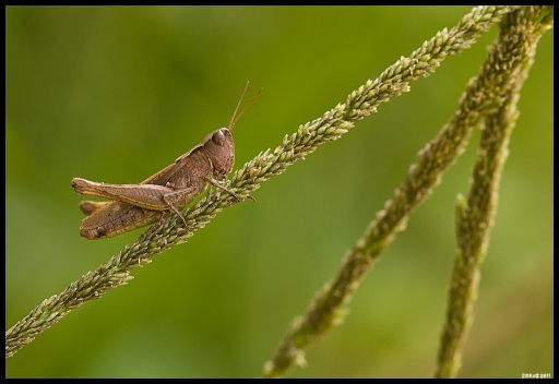 2011-10-17 / Zorus
Par : Zorus dans [Macro et proxi-photo]
