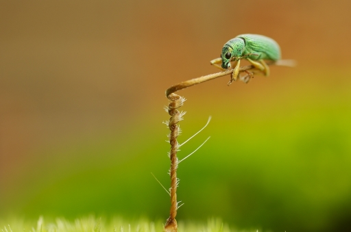 2011-11-07 /Marceline
Par Marceline dans Macro et proxi-photo
