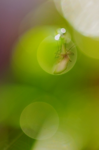 2011-12-05 / Marceline
Par Marceline dans [Macro et proxi-photo]
