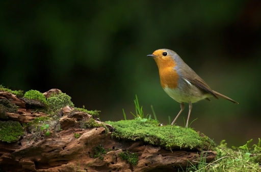 2012-01-09 / Marceline
Par Marceline dans [Faune sauvage]
