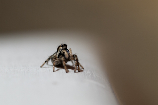 2012-08-24 / Choupinou
Par Choupinou dans Les yeux dans les yeux (Arachnophobes s'abstenir)
