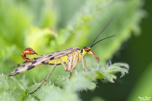 2019-05-27 / Daenelyn
Daenelyn dans [Macro et proxiphotographie nature]

