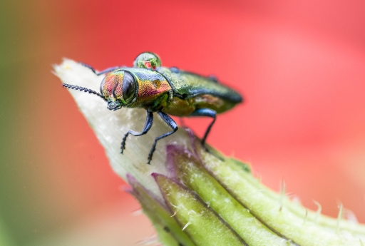 2012-06-12 / miczfr
Par miczfr dans Macro et proxi-photo
