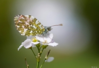 Nom du fichier=17051410135669778.jpg
Taille du fichier=269Ko
Dimensions : 995x685
Ajouté le : 14 Mai 2017 17051410135669778.jpg