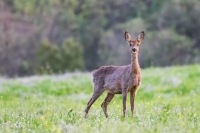 Nom du fichier=18042906035022136515691100.jpg
Taille du fichier=292Ko
Dimensions : 1024x681
Ajouté le : 29 Avril 2018 18042906035022136515691100.jpg