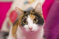 Nom du fichier=fripouille.jpg
Taille du fichier=83Ko
Dimensions : 1024x680
Ajouté le : 13 Janvier 2013 fripouille.jpg