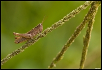 Nom du fichier=imgp5534a.jpg
Taille du fichier=259Ko
Dimensions : 1024x705
Ajouté le : 17 Octobre 2011 imgp5534a.jpg