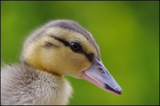 2011-02-15/ fabien80 [faune sauvage]
par: fabien80 [faune sauvage]
