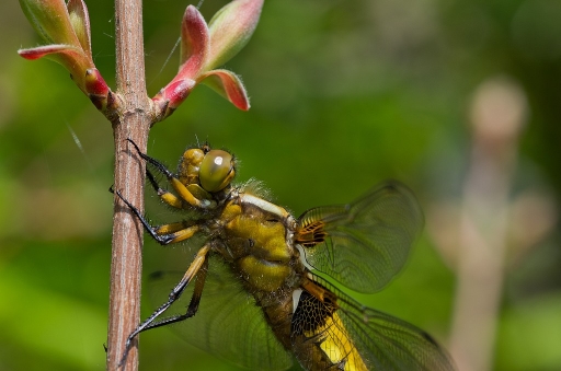 2011-04-19/ neosilencers
Par: neosilencers- [Macro et proxy photo]
